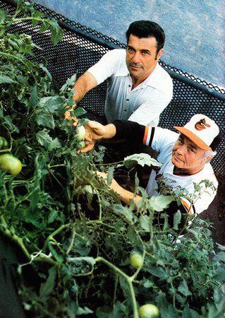 Earl Weaver with tomatoes